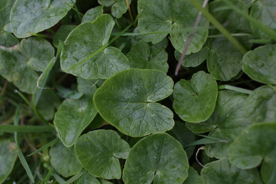 ficaria ranunculoides