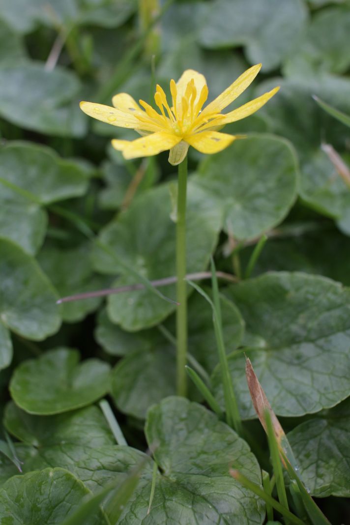 ficaria ranunculoides