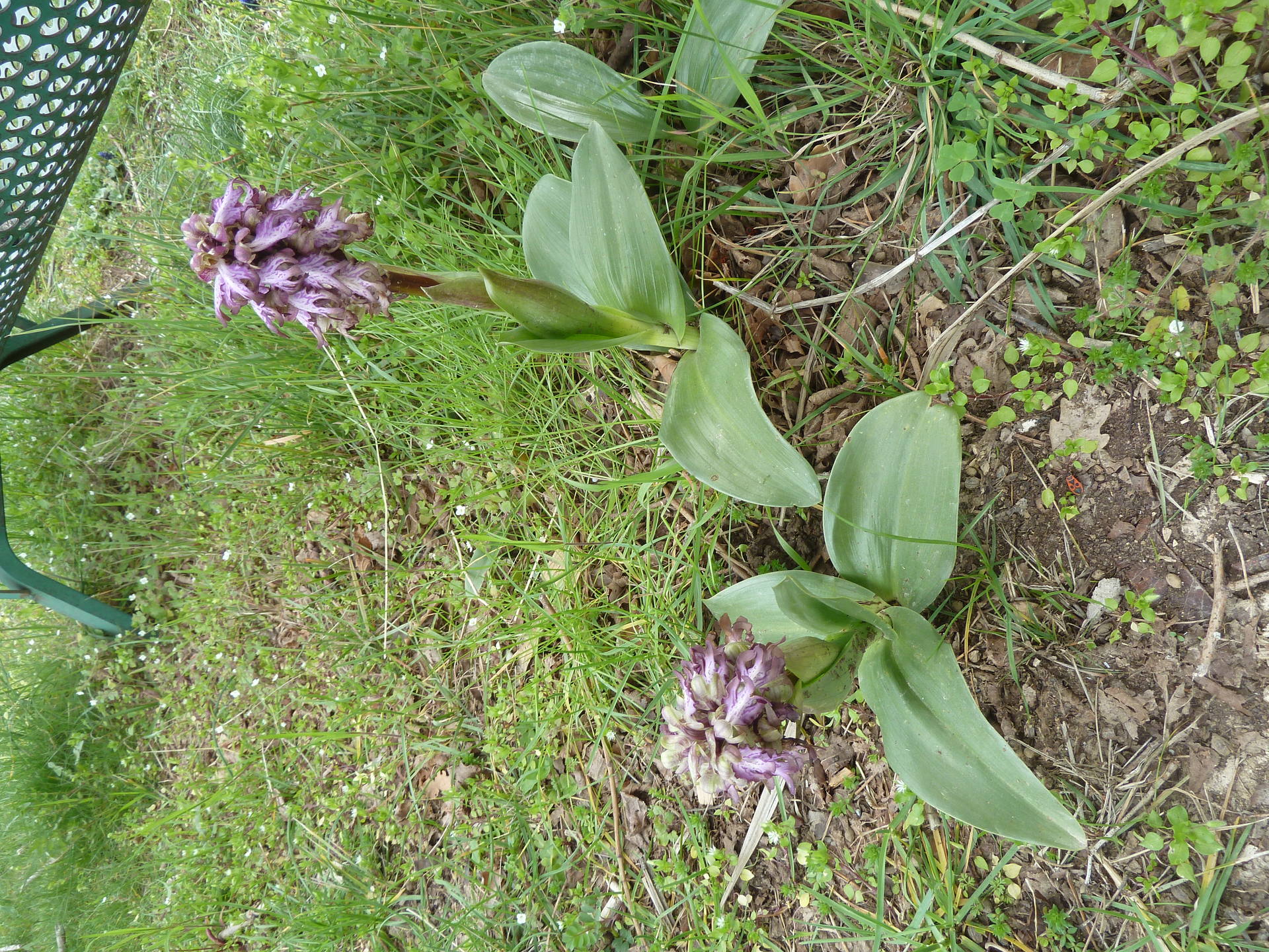 orchis à longues bractées poussant sur un talus de mon village Cabris 06 ; à la fois solide et fine pour ses couleurs