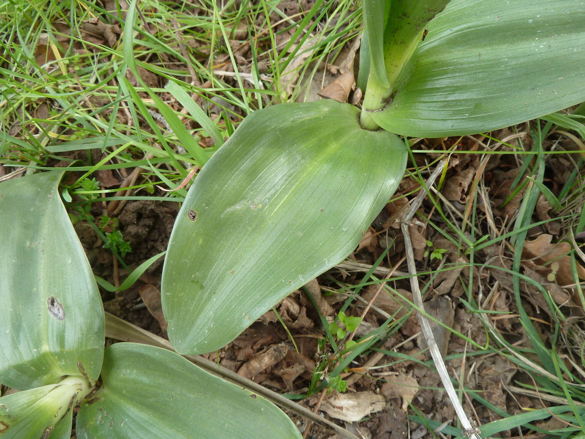 orchis à longues bractées poussant sur un talus de mon village Cabris 06 ; à la fois solide et fine pour ses couleurs