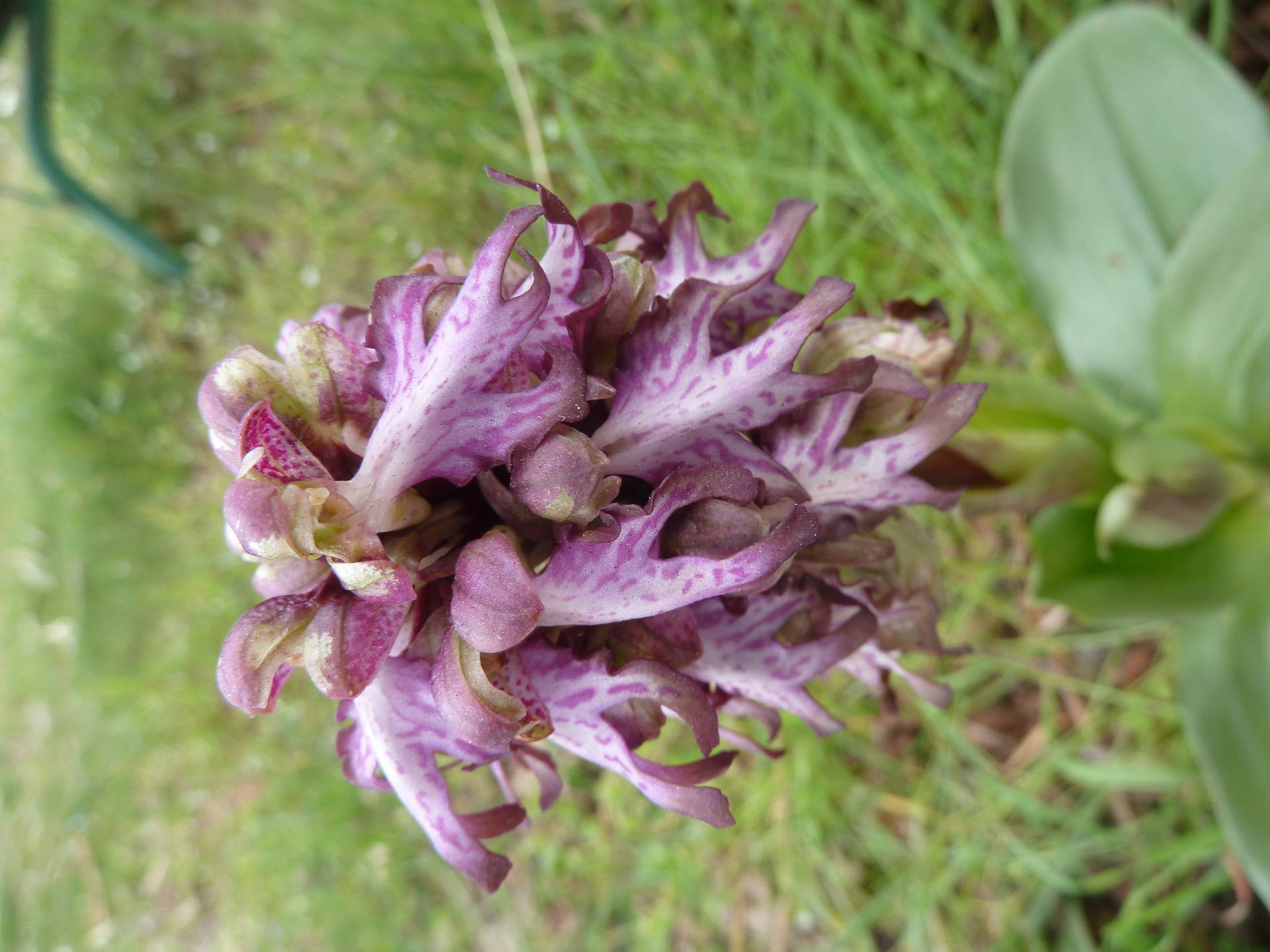 orchis à longues bractées poussant sur un talus de mon village Cabris 06 ; à la fois solide et fine pour ses couleurs