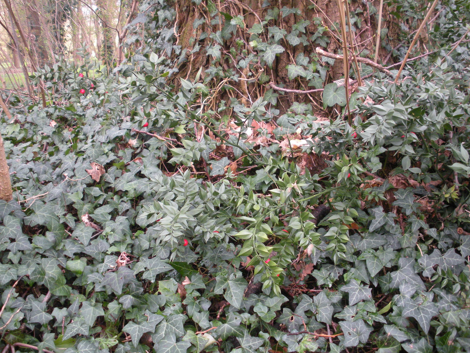 aspect du buisson bas de Petit houx