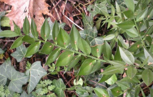 traces des fleurs sur les fausses feuilles
