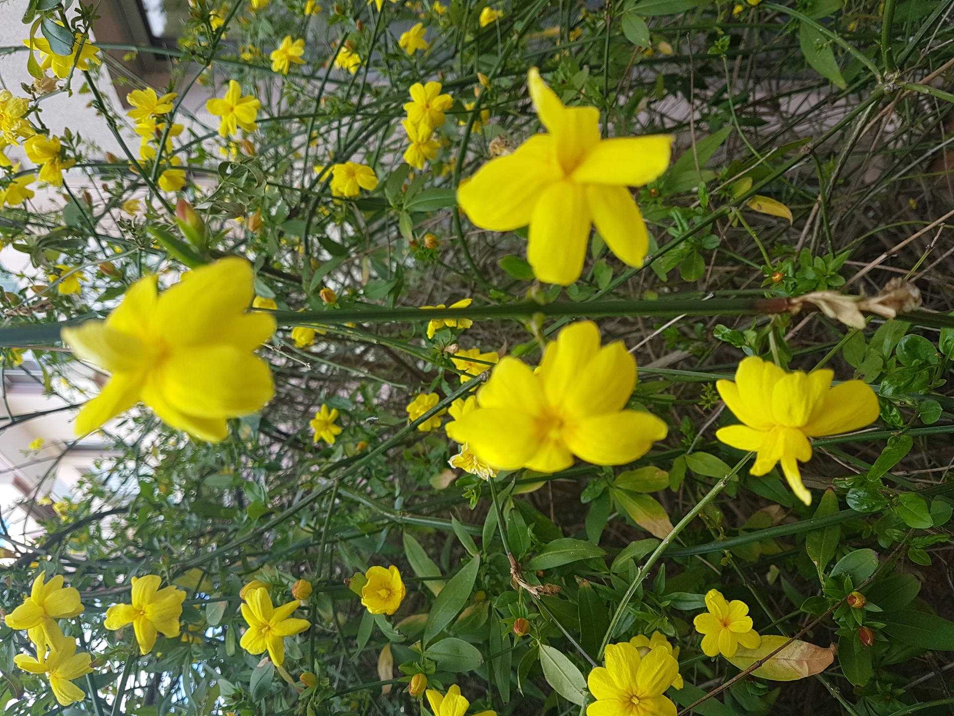 Branche avec feuilles et fleurs