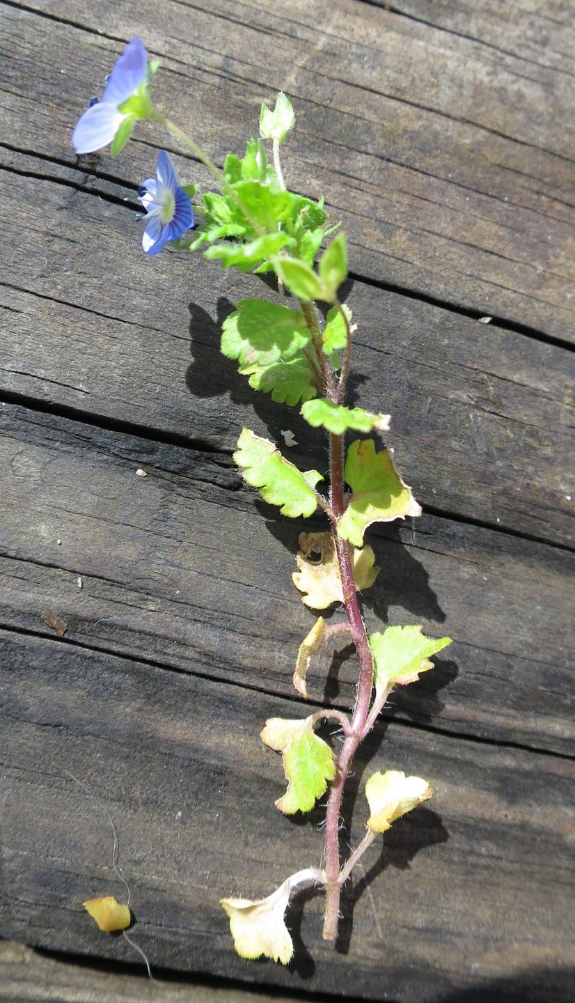 Veronica Persica - vue globale