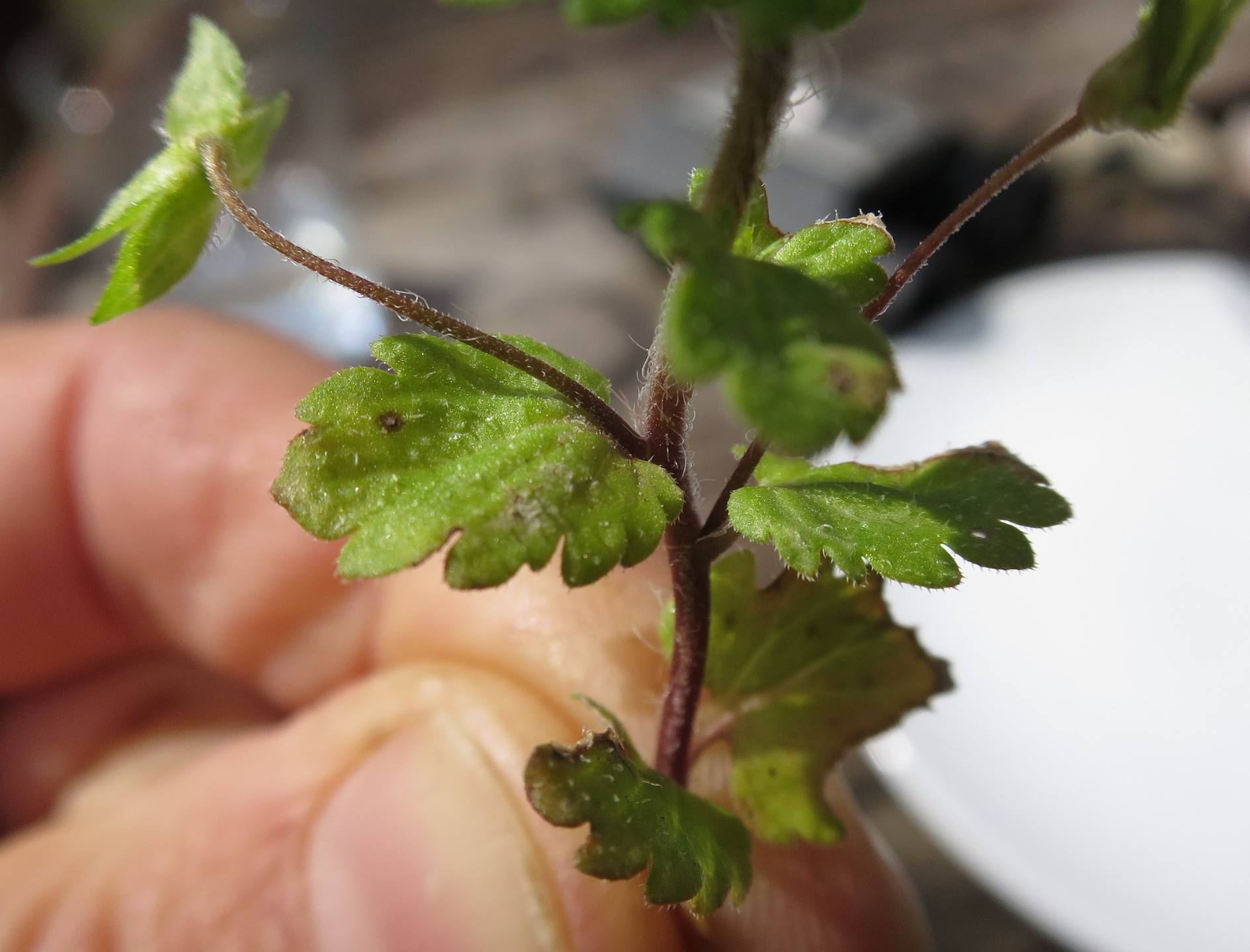 Veronica Persica - feuille
