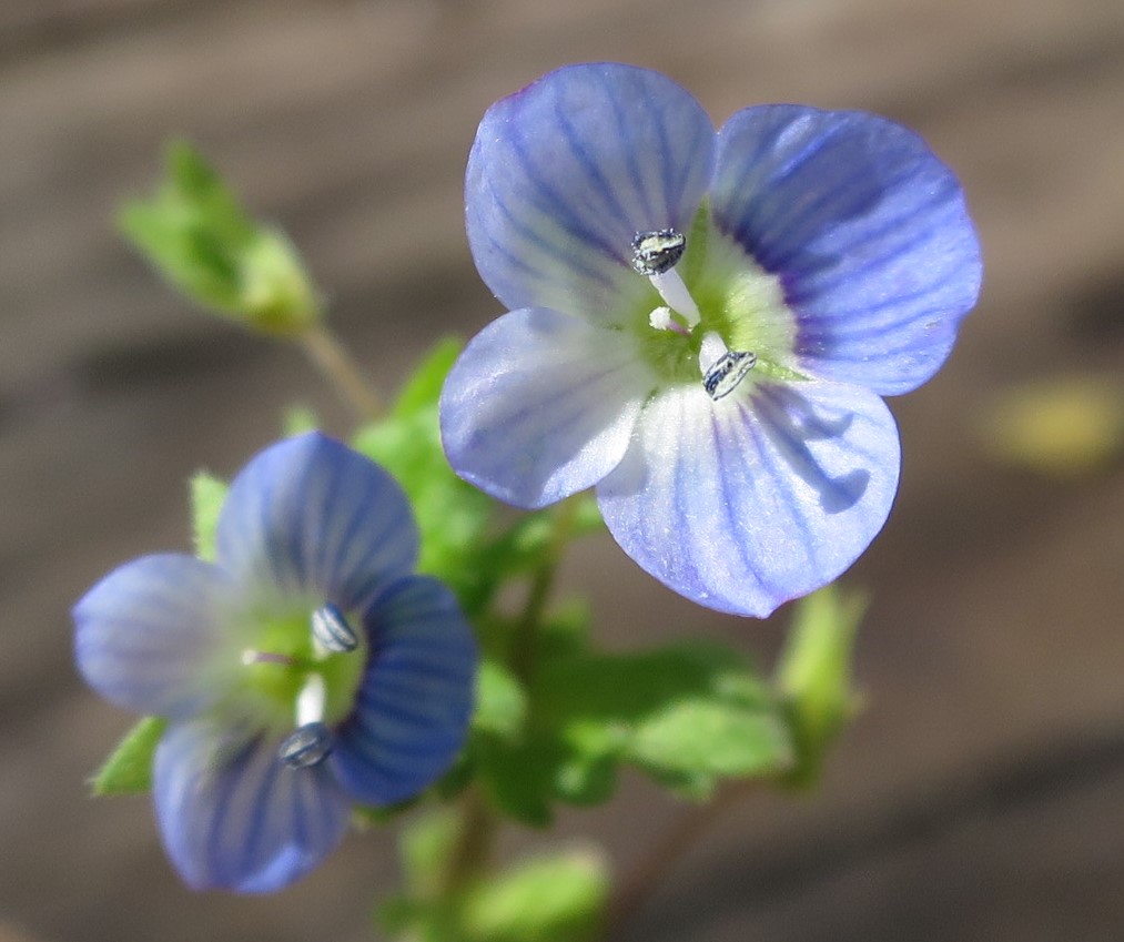 Veronica Persica - fleur