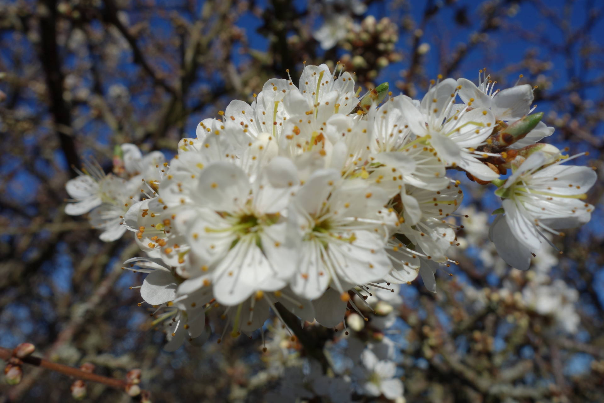 Epine noire ou Prenellier (Prunus spinosa). Famille : Rosacées