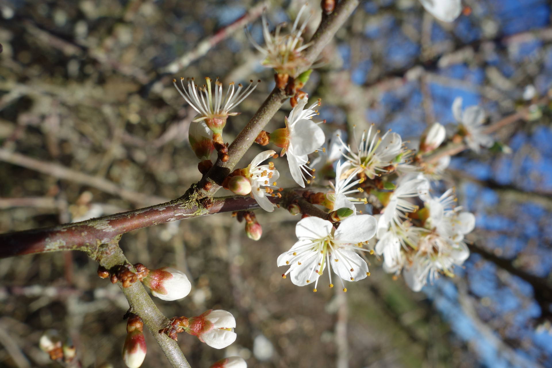Epine noire ou Prenellier (Prunus spinosa). Famille : Rosacées