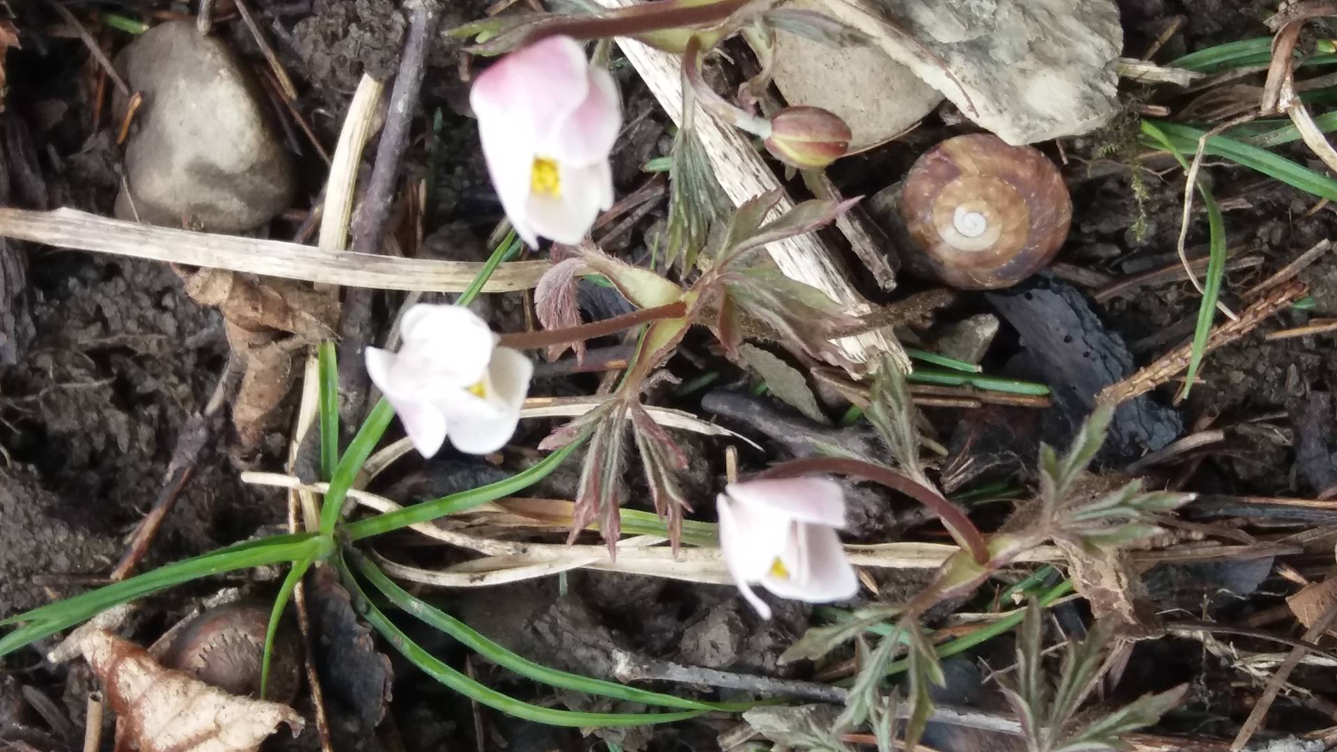 une cache d'hiver pour l'escargot