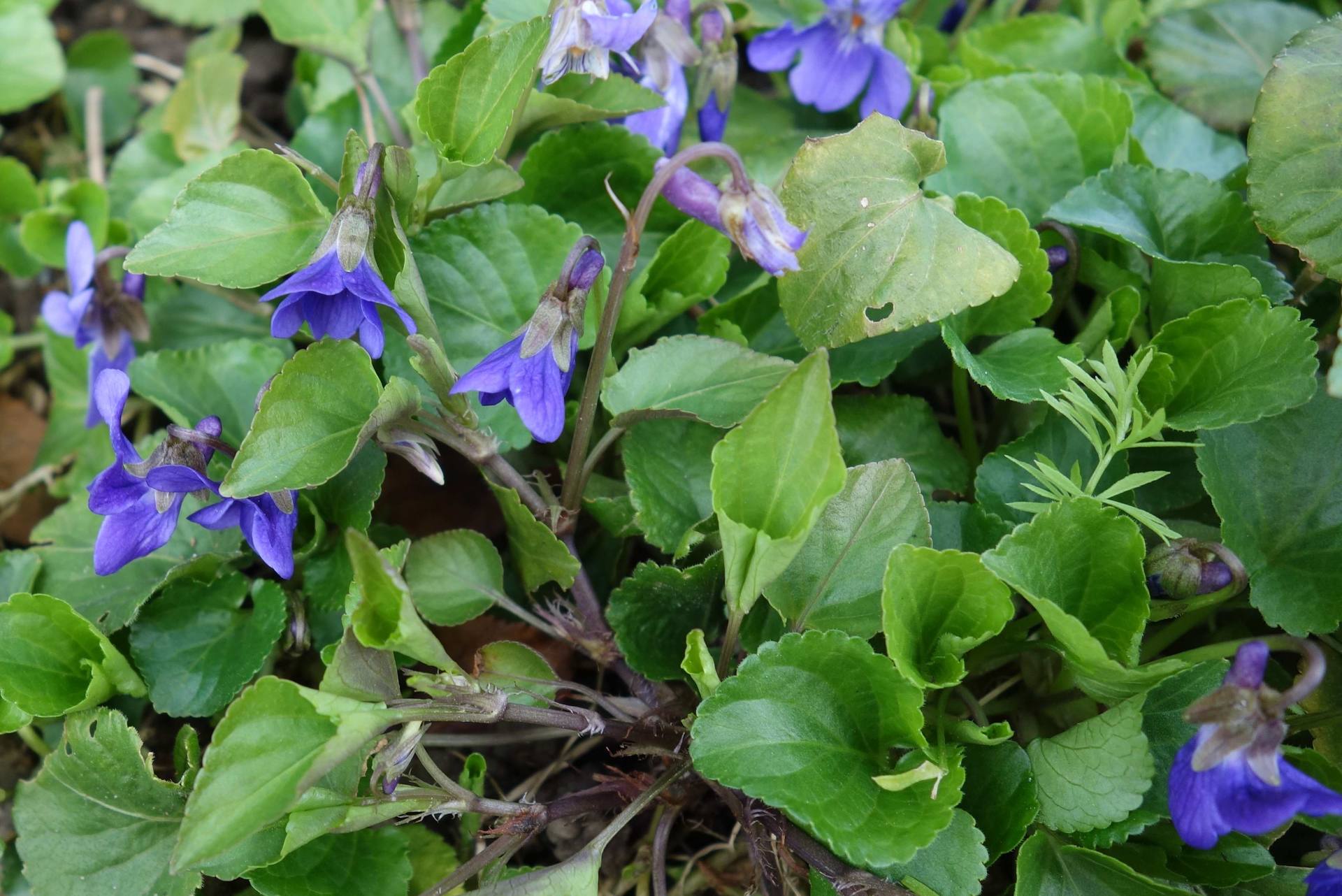 Un pied de violette des bois