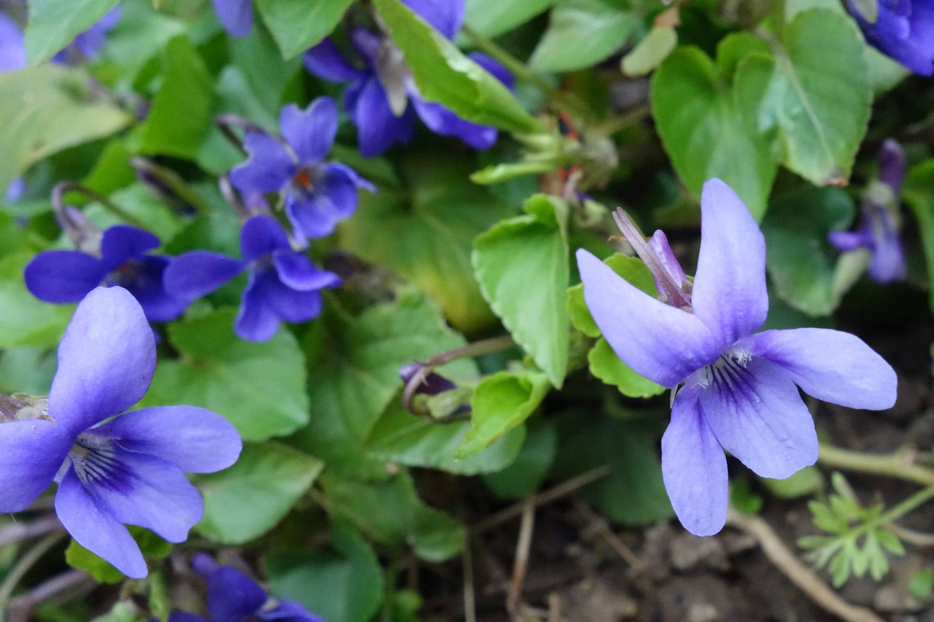 Gros plan des fleurs