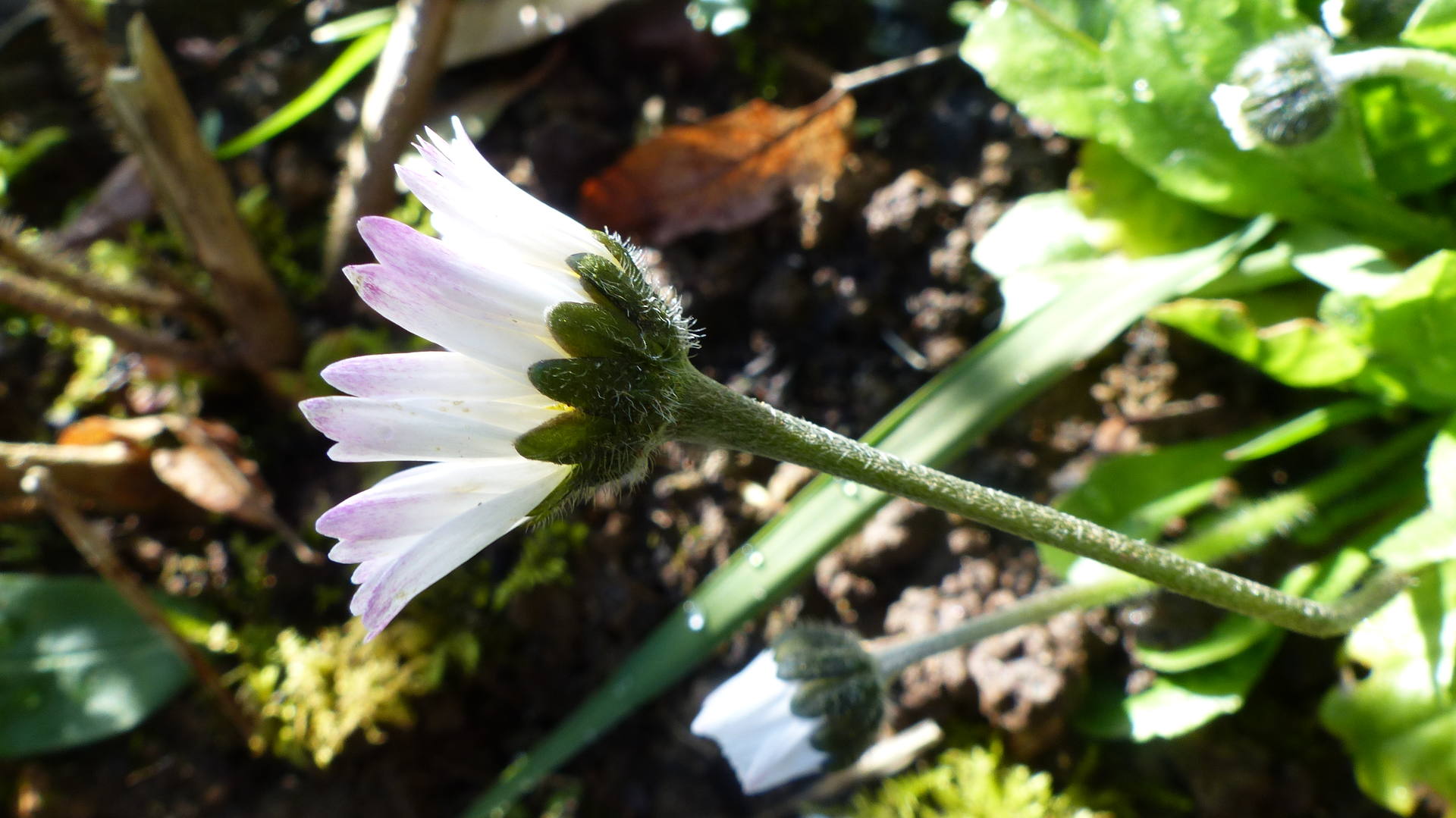 Bellis perennis