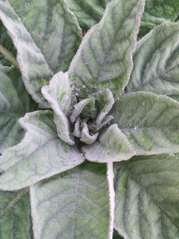 Cœur de bouillon blanc