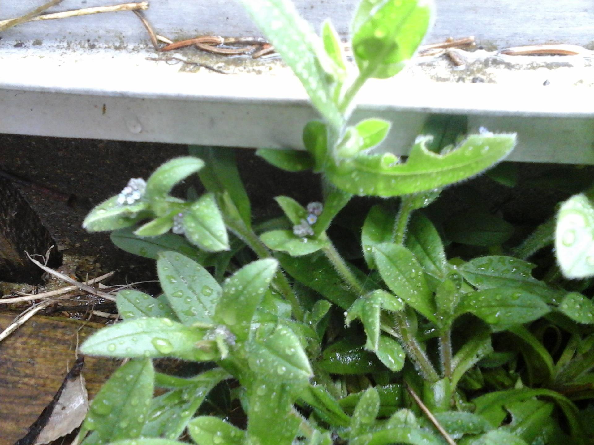 DétailFleur Mysosotis (un peu flou )