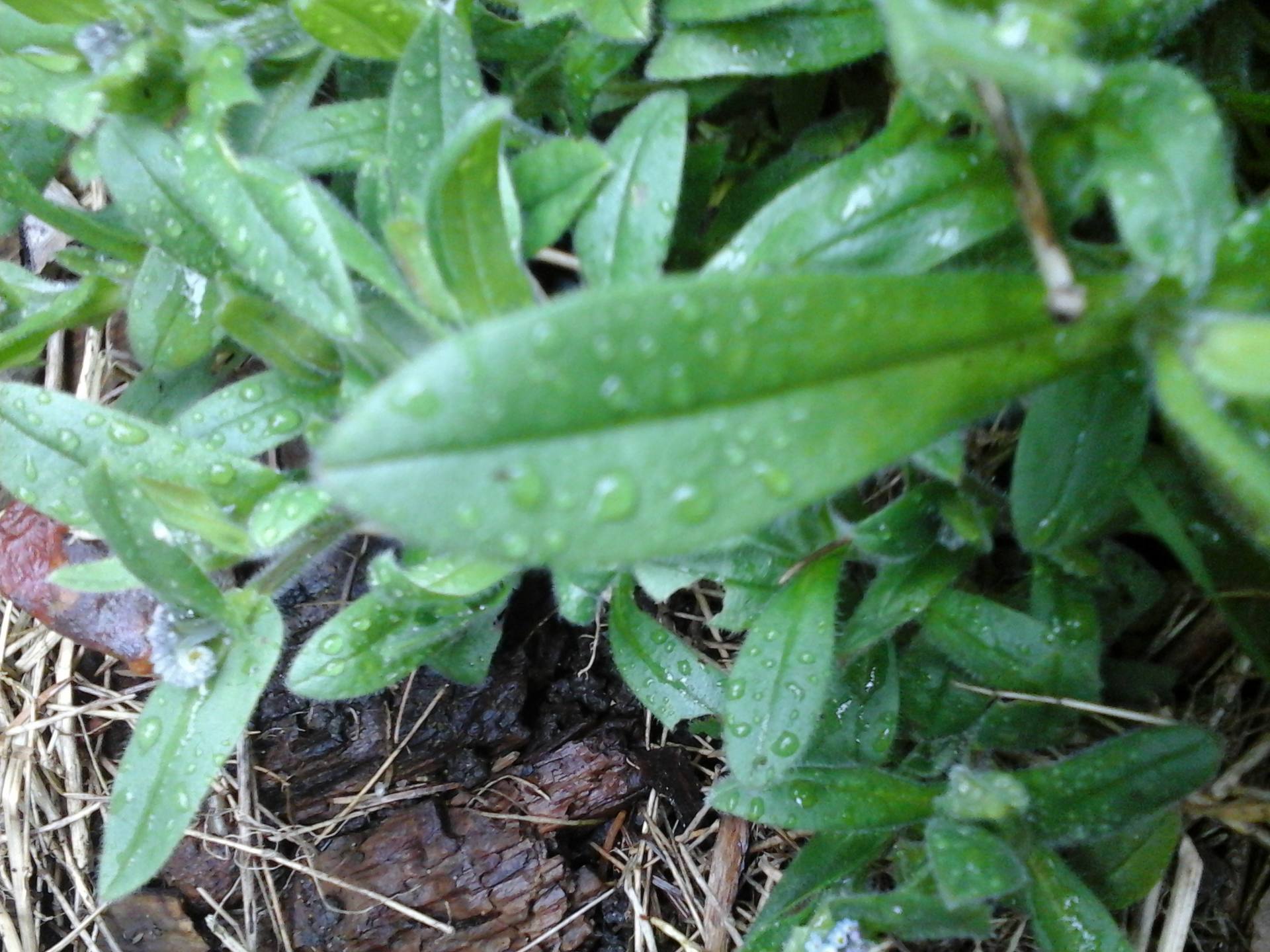 Détail feuille Mysosotis