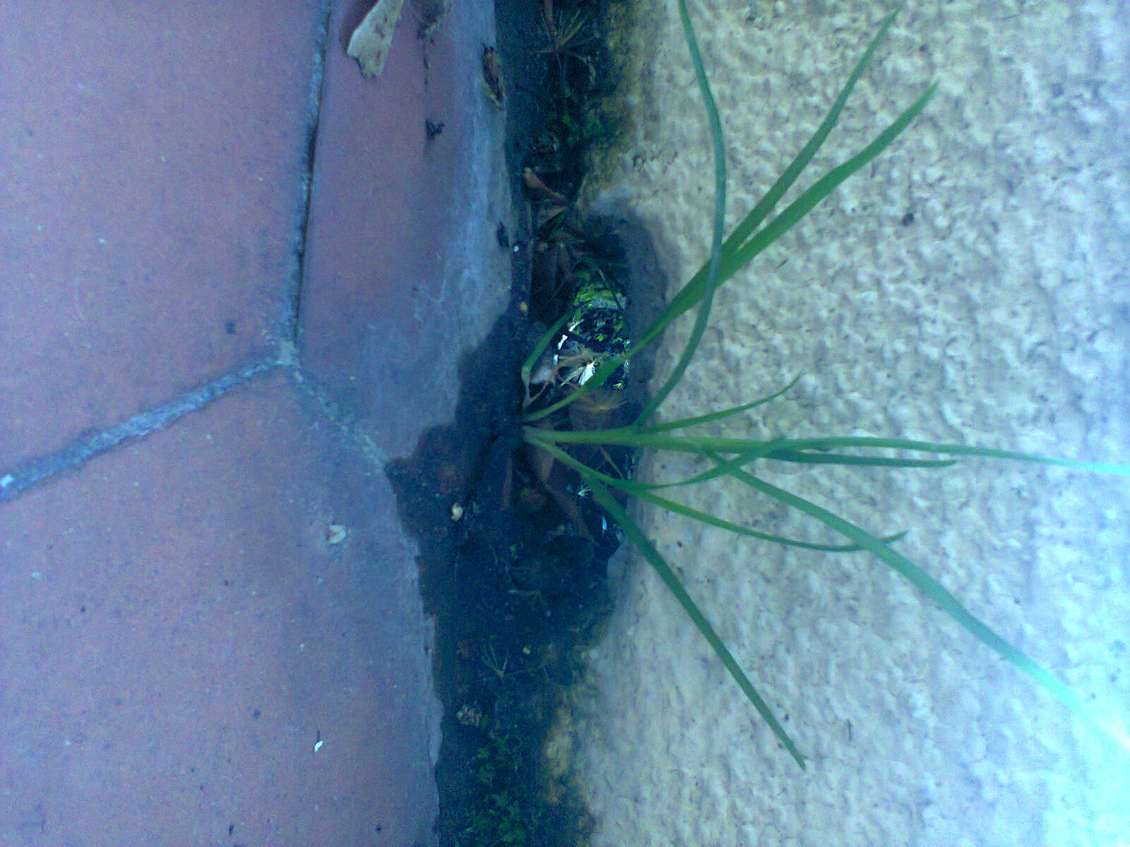 Plantes poussant à travers un trottoir