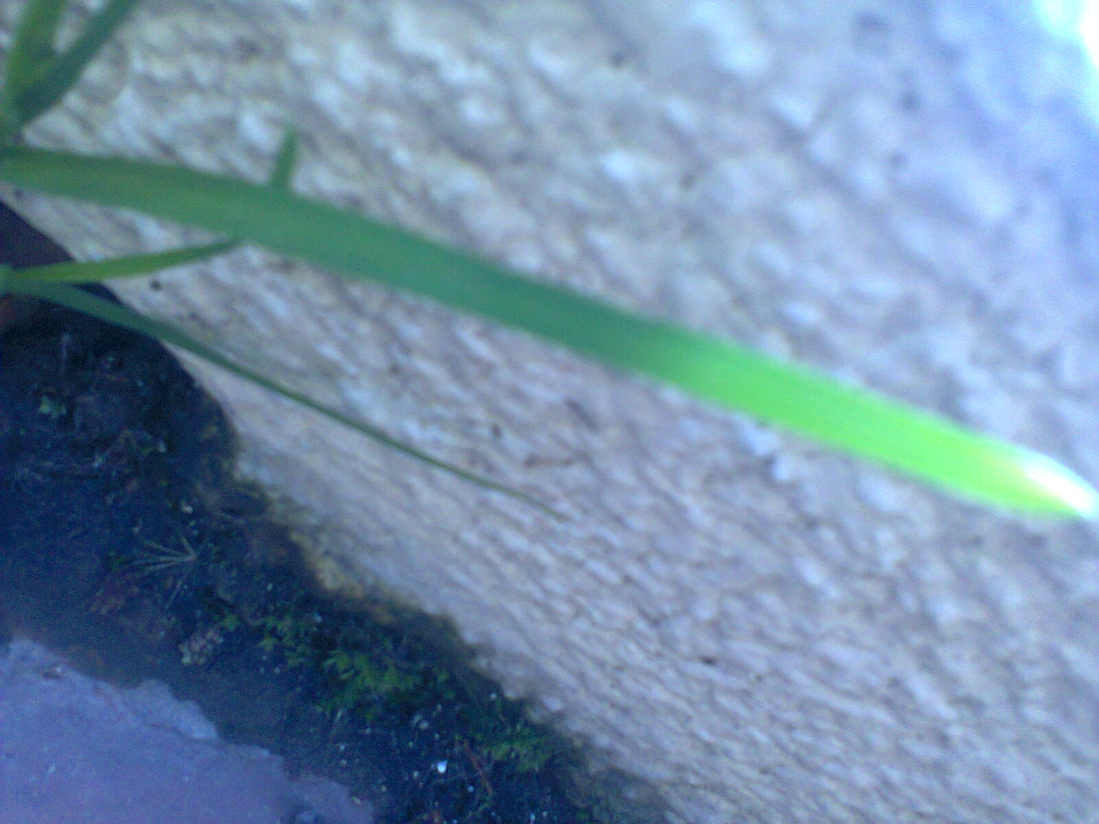 Feuille de base longue et fine