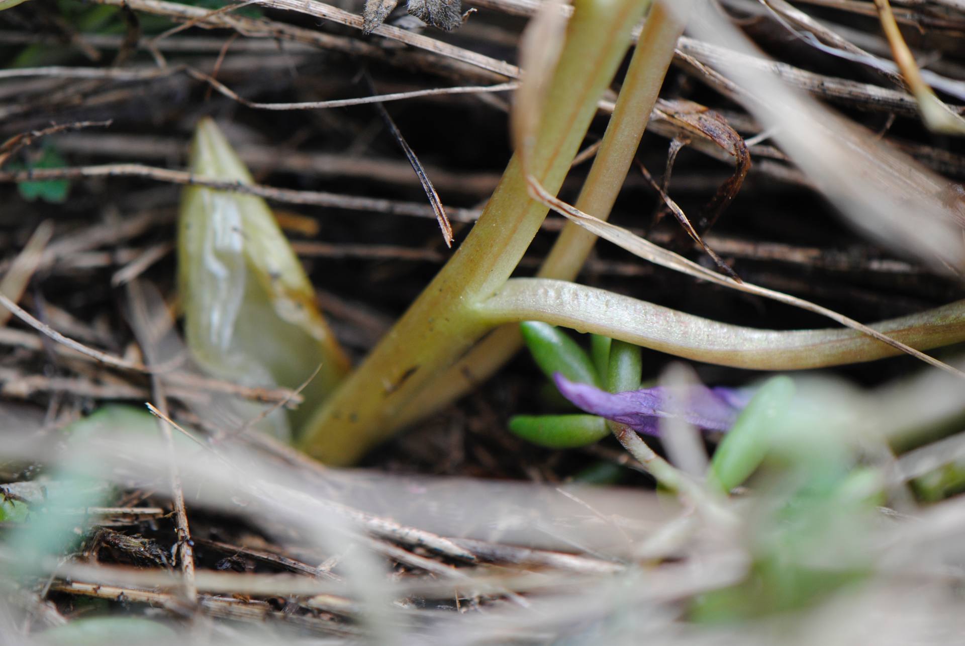 Corydale avec éperon