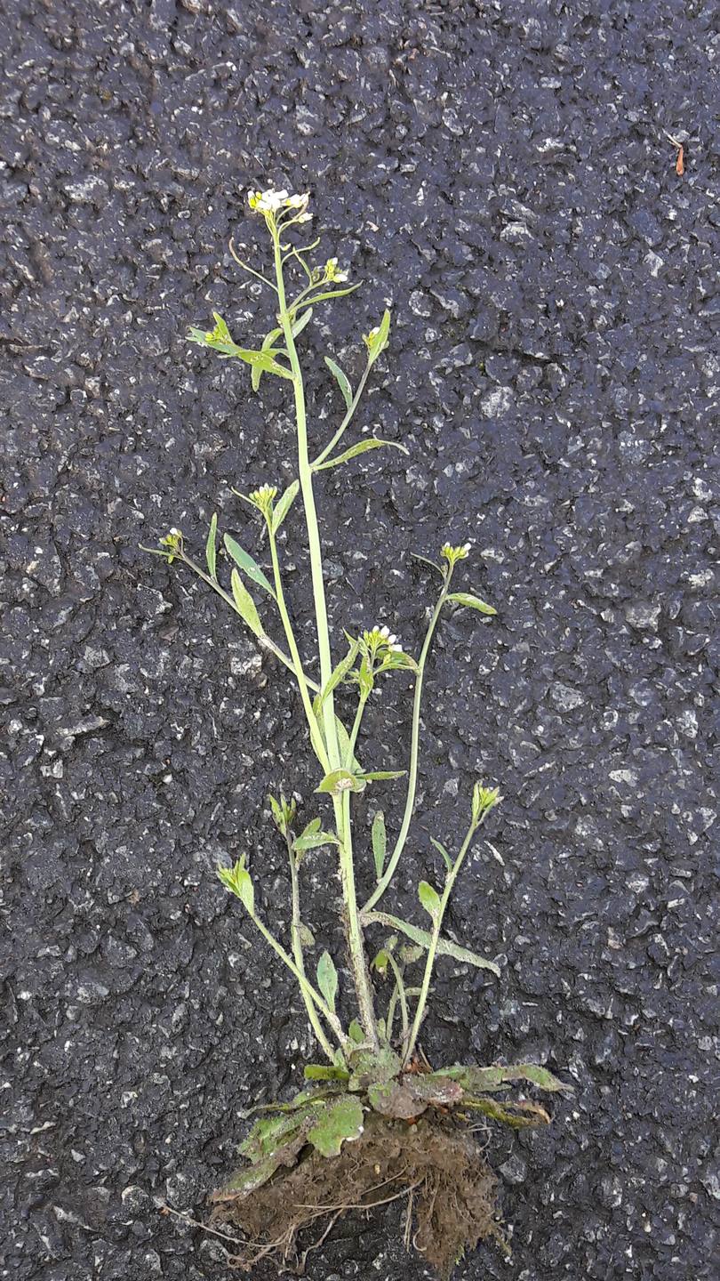 capselle sans fleurs