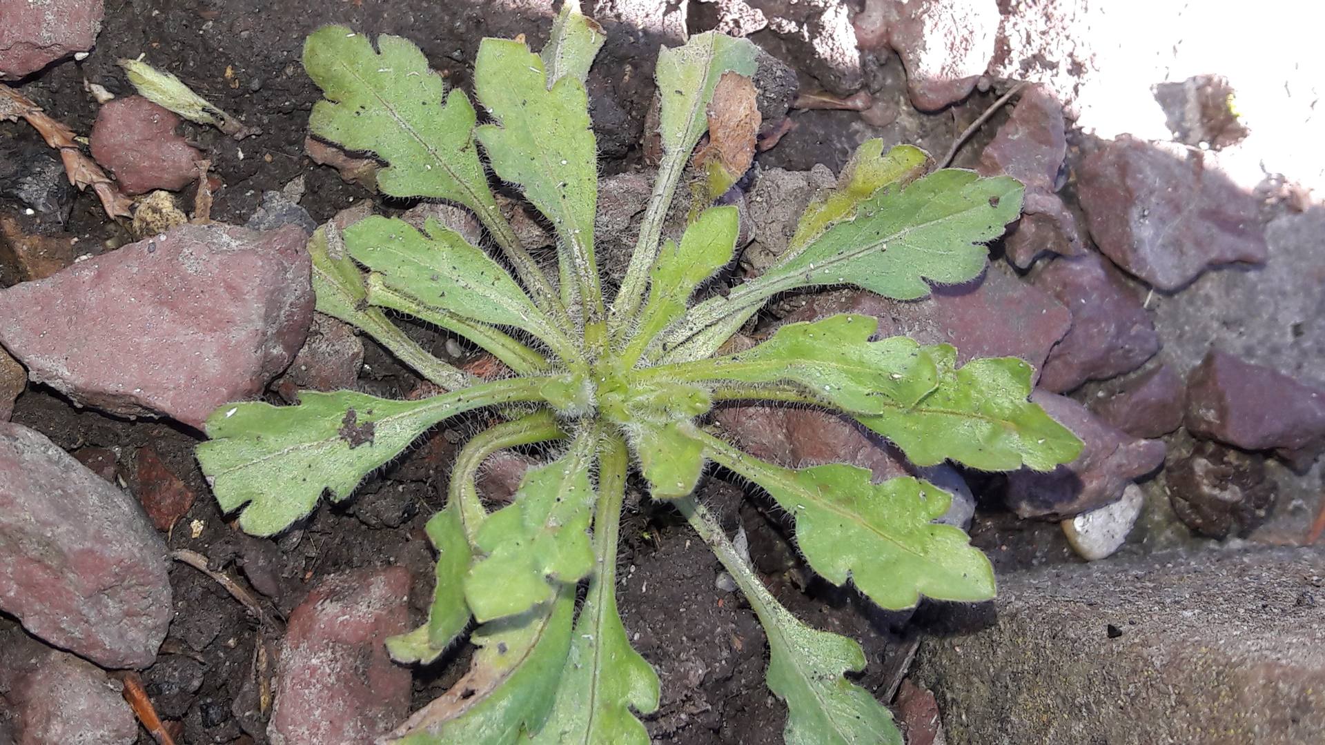 capselle sans fleurs