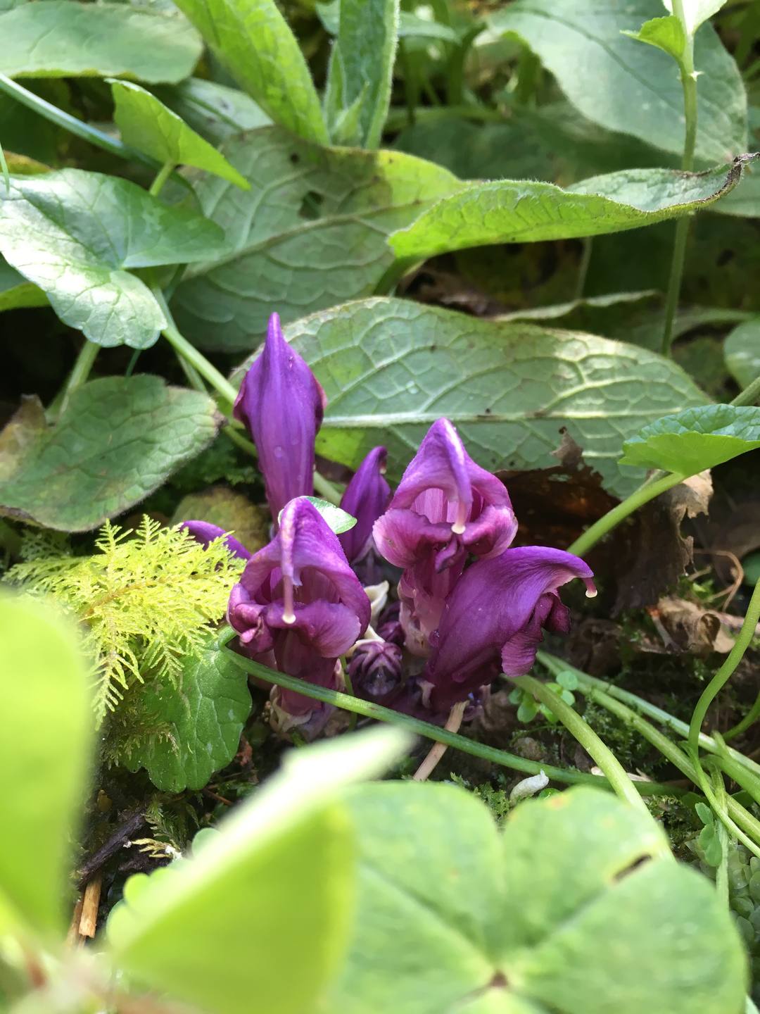 fleur sans tige et sans racine de zone humide