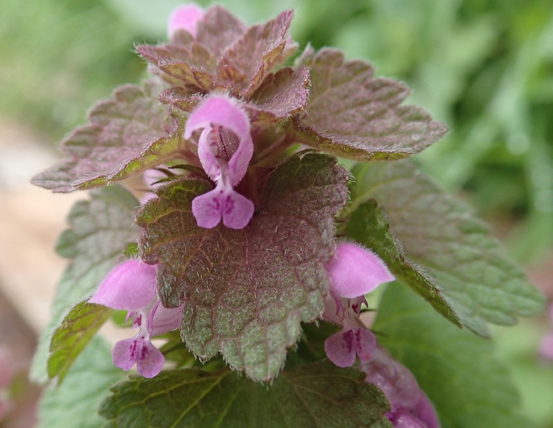 Les feuilles supérieures sont pourpres. La fleur ressemble à un berceau avec une capuche, des pétales de chaque côté, et une plate-forme d'attérissage pour les insectes.