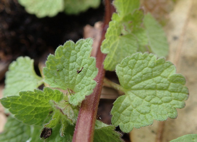 La tige rouge, quadrangulaire et les feuilles vertes à long pétiole.