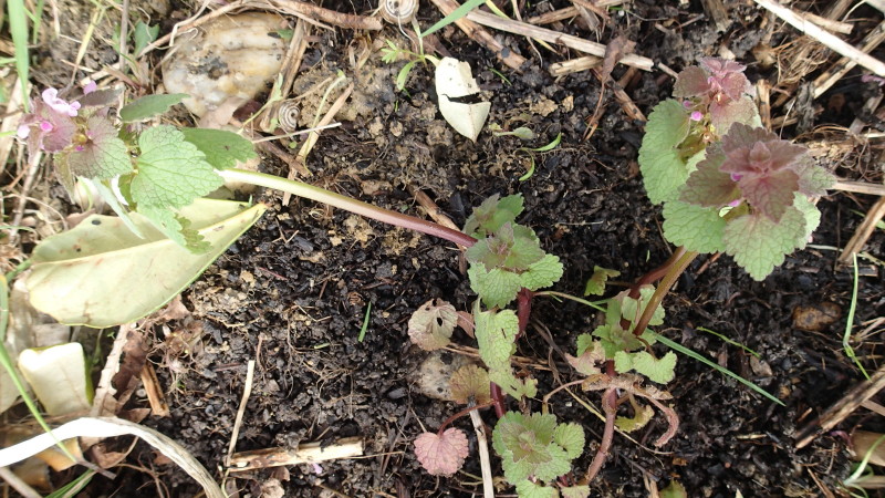 Une plante avec des tiges souples rougeâtres qui s'étalent