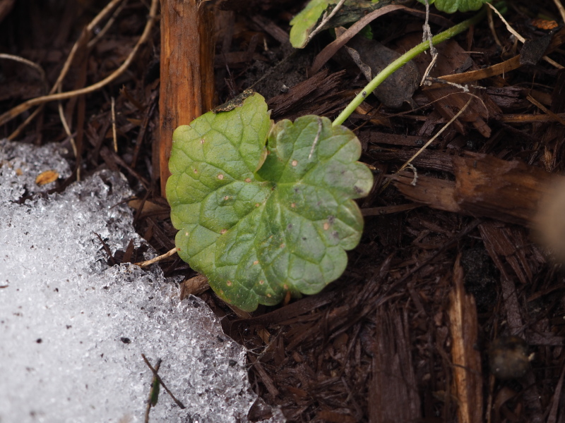 Glechoma hederacea, feuille