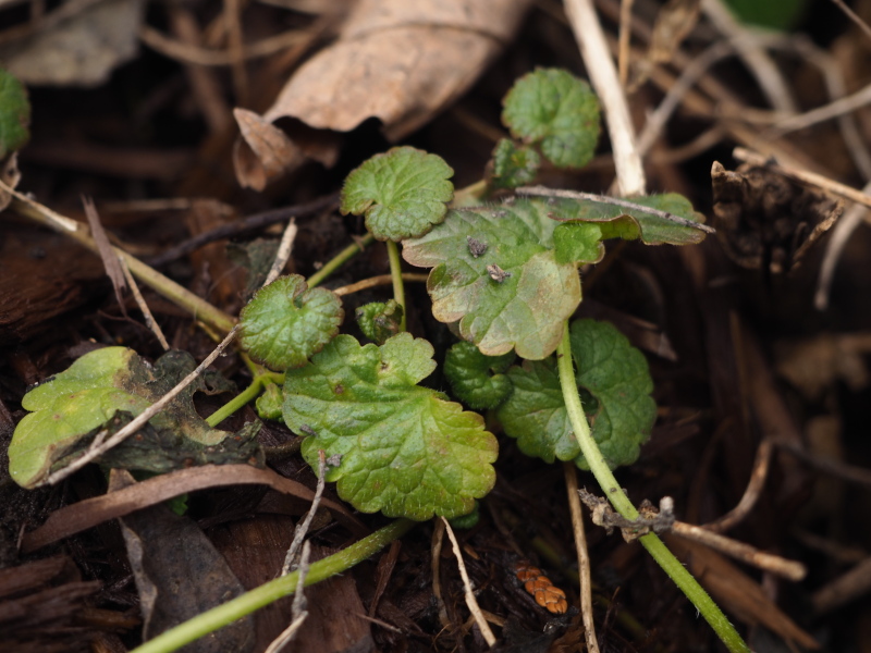Glechoma hederacea, rosette basale