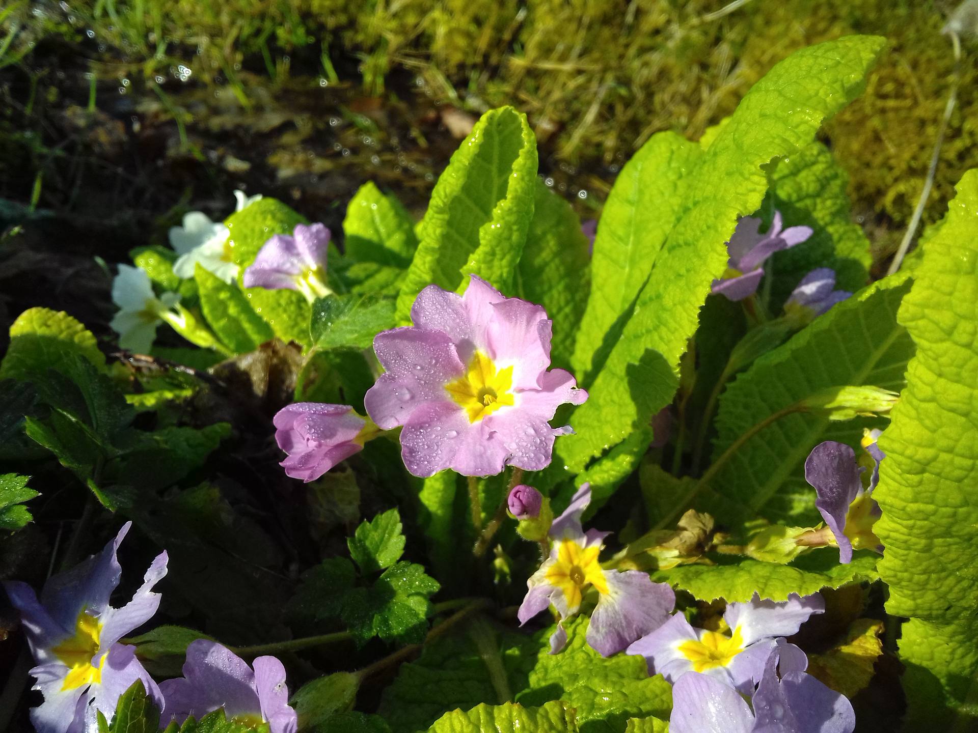 primula vulgaris
