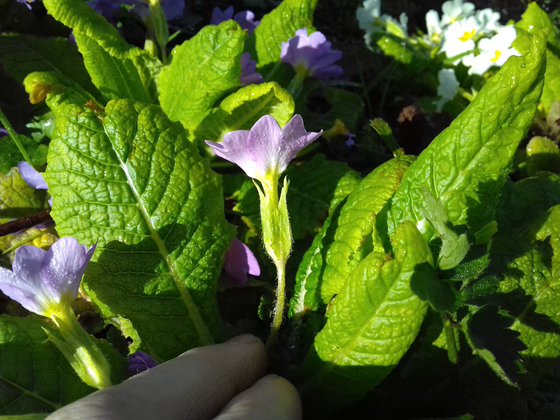 primula vulgaris