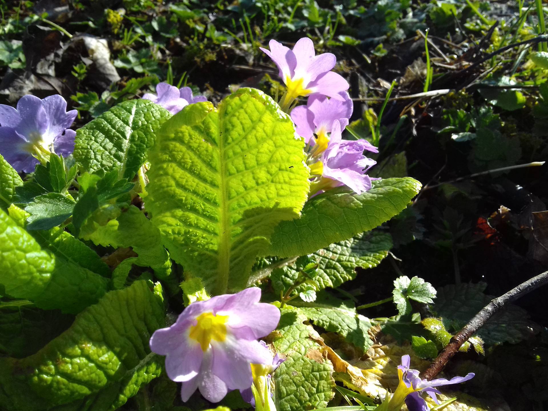 primula vulgaris