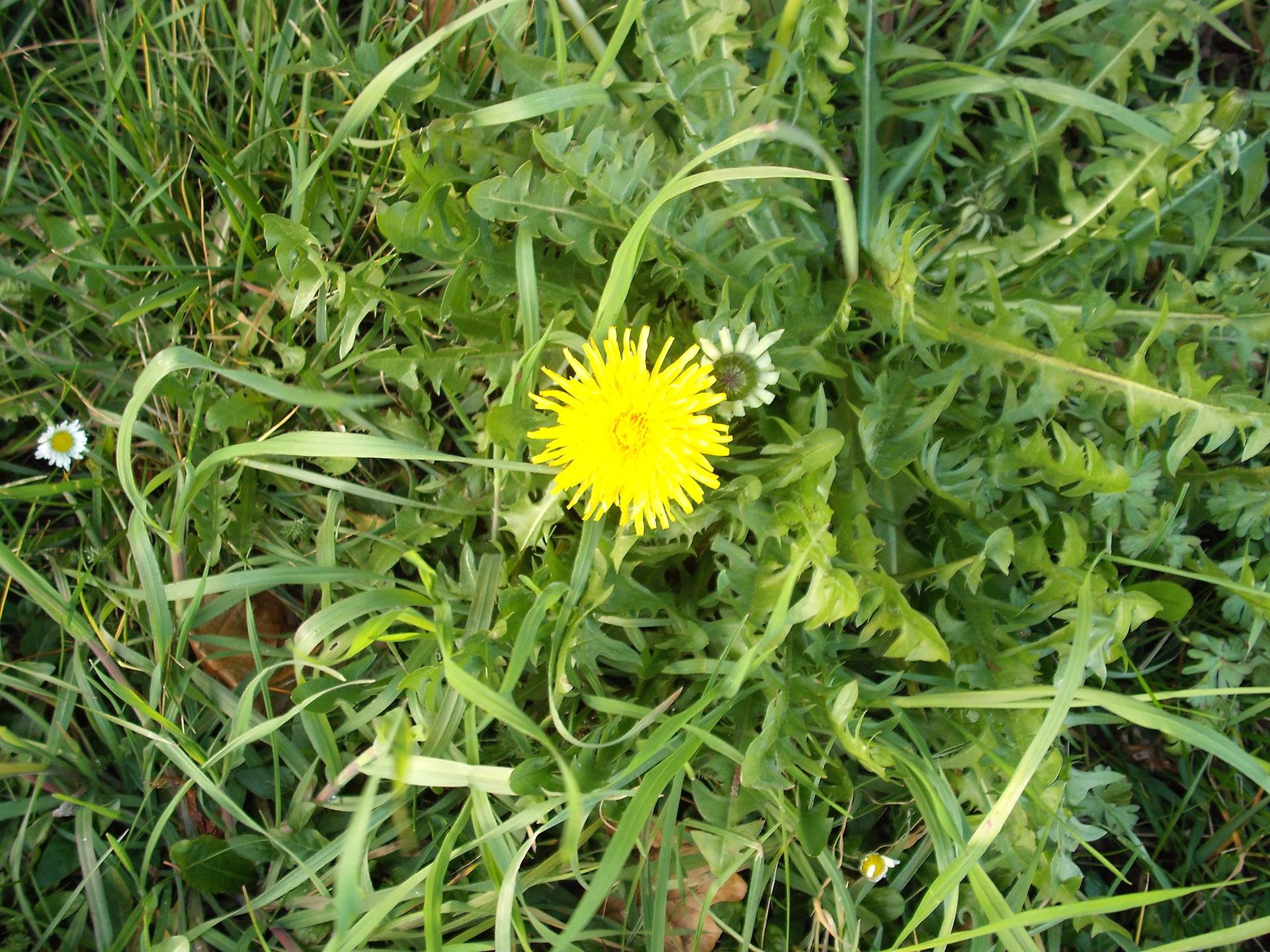 PISSENLIT  VUE RAPPROCHEE