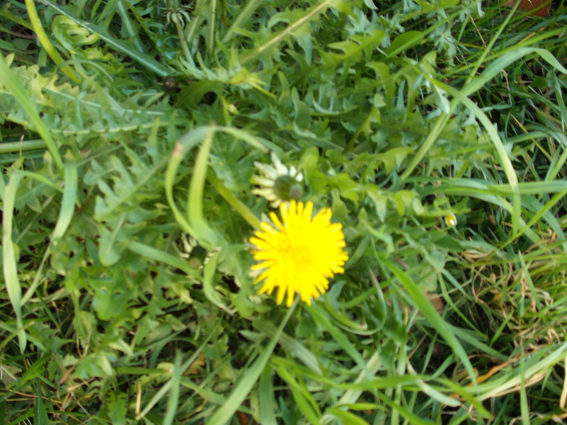 VUE AERIENNE DU PISSENLIT