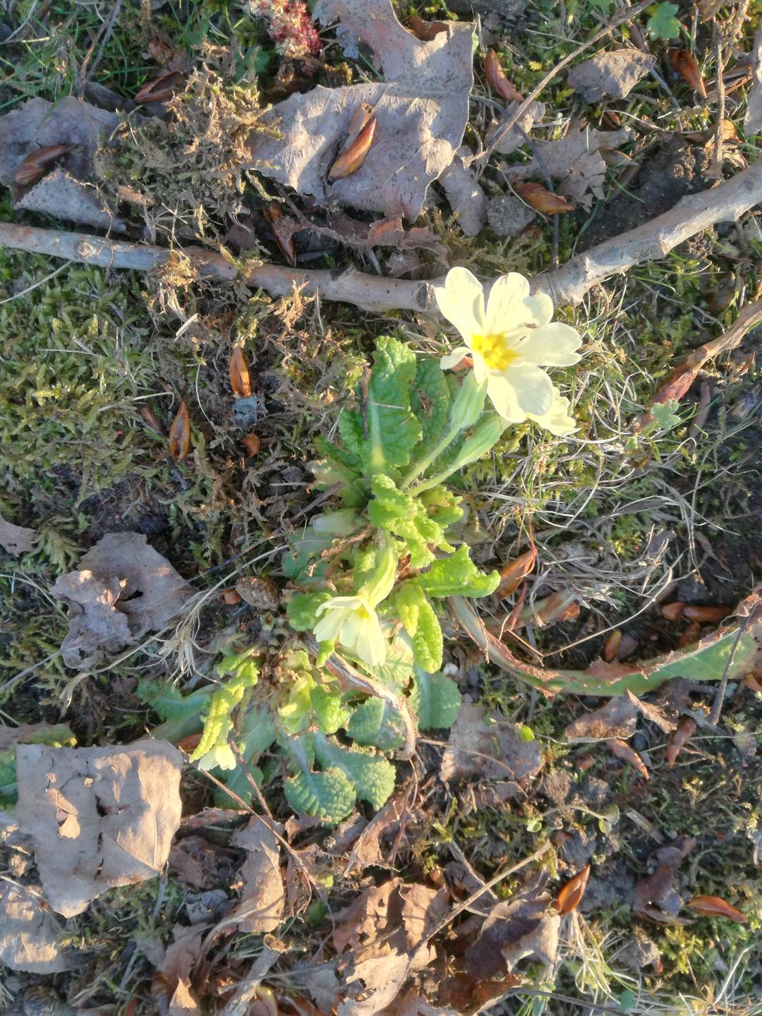 Vue d'ensemble Primevère commune