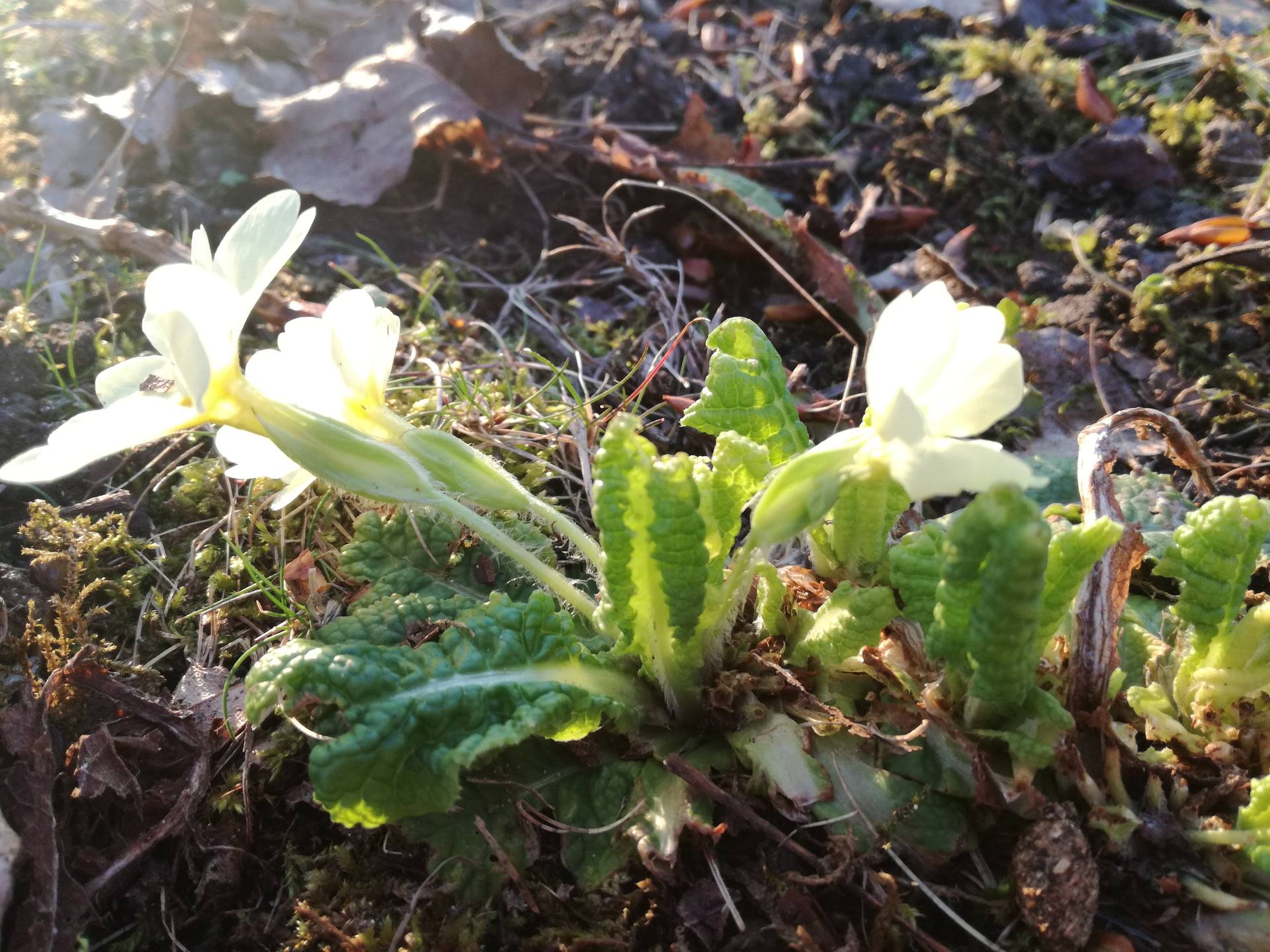 Plan rapproché primevère commune