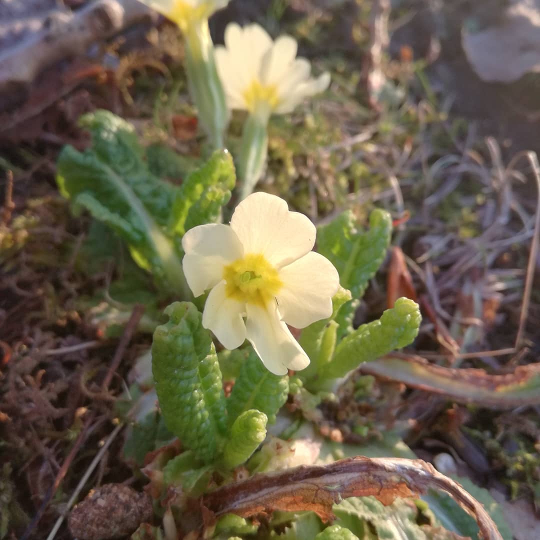 Plan fleurs primevère commune