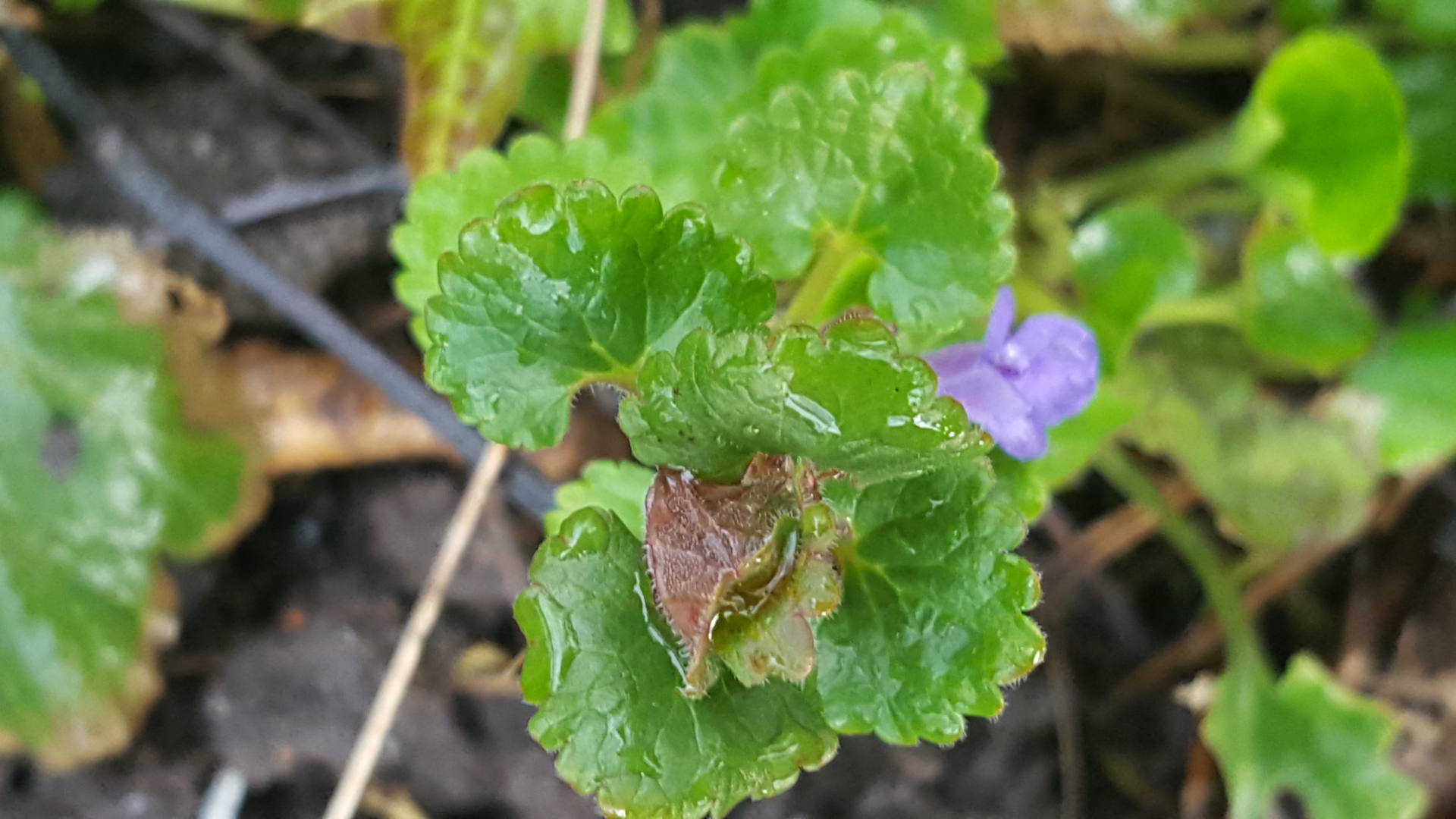 Lierre terrestre feuilles