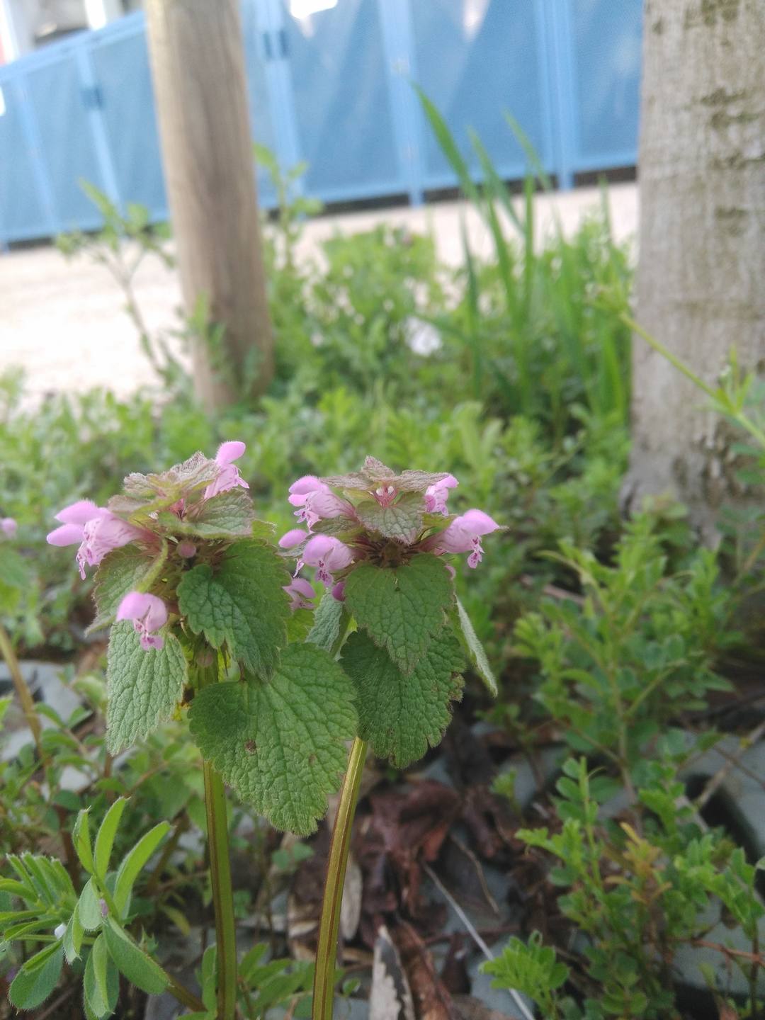 vue ensemble, profil