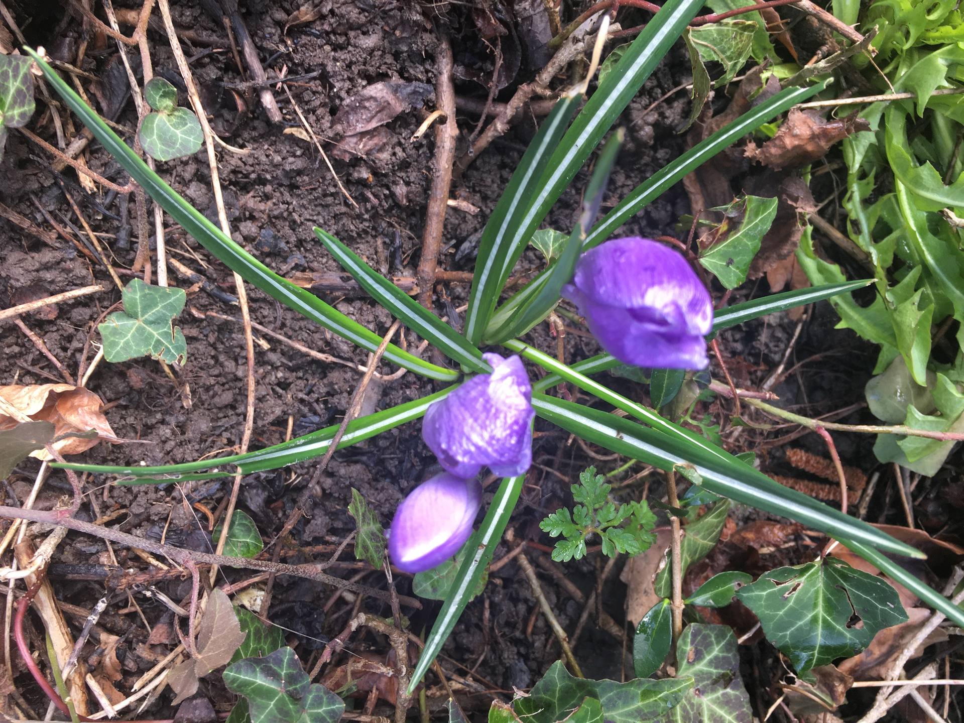 J'ai découvert ces crocus du printemps en bordure de forêt sur un terrain légèrement en pente. L'aspect remarquable de cette plante est, à mes yeux, la grosseur de la fleur et sa forme en tube.