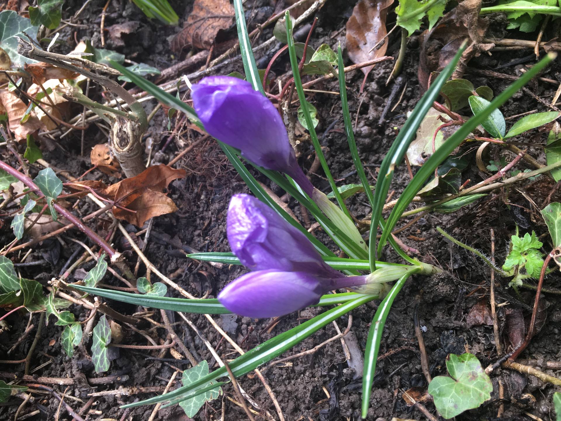J'ai découvert ces crocus du printemps en bordure de forêt sur un terrain légèrement en pente. L'aspect remarquable de cette plante est, à mes yeux, la grosseur de la fleur et sa forme en tube.