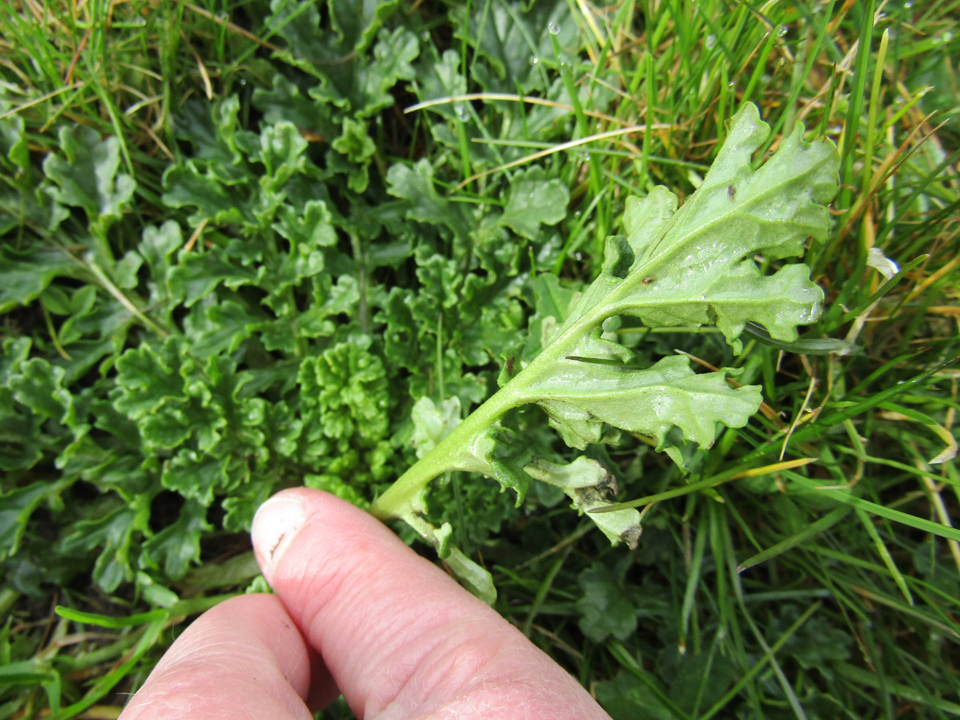 vue dessous d'une feuille