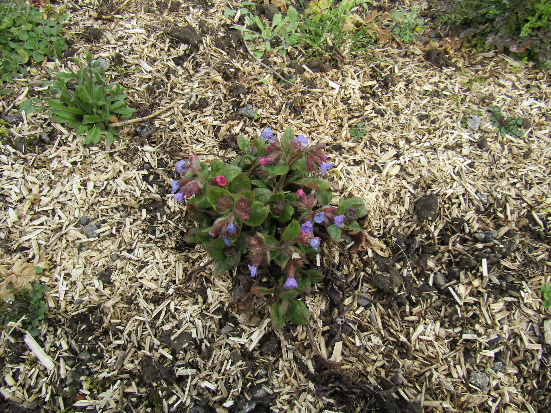 vue ensemble pulmonaire