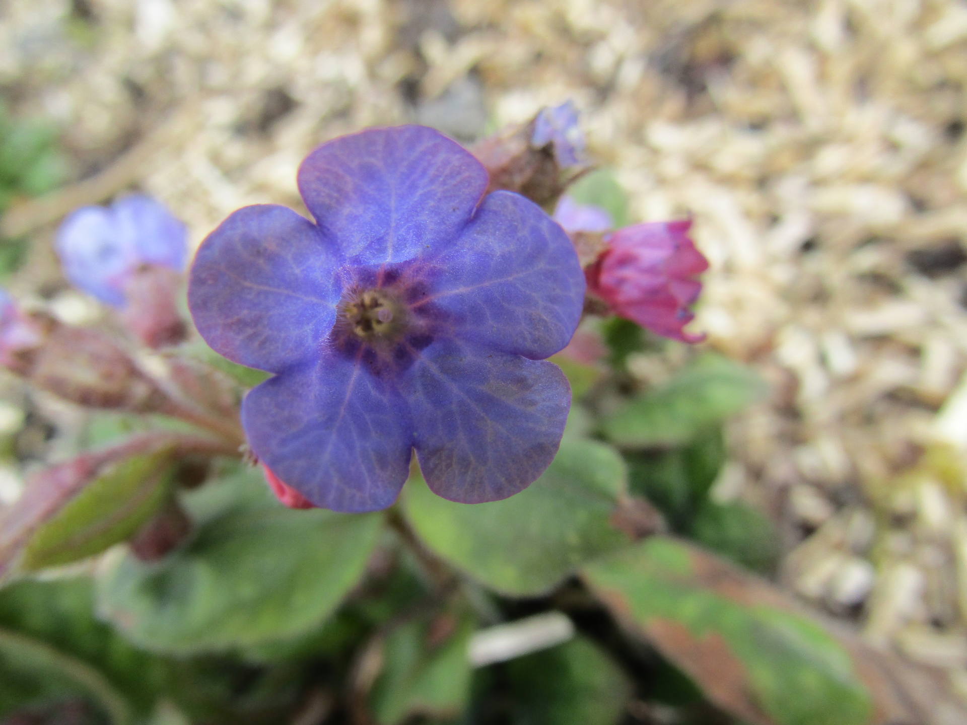 fleur pulmonaire de face