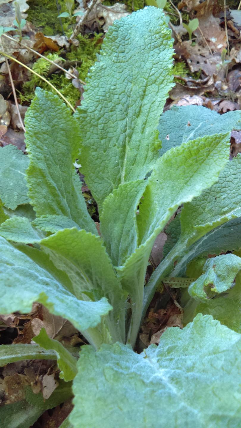 Digitale Pourpre tiges