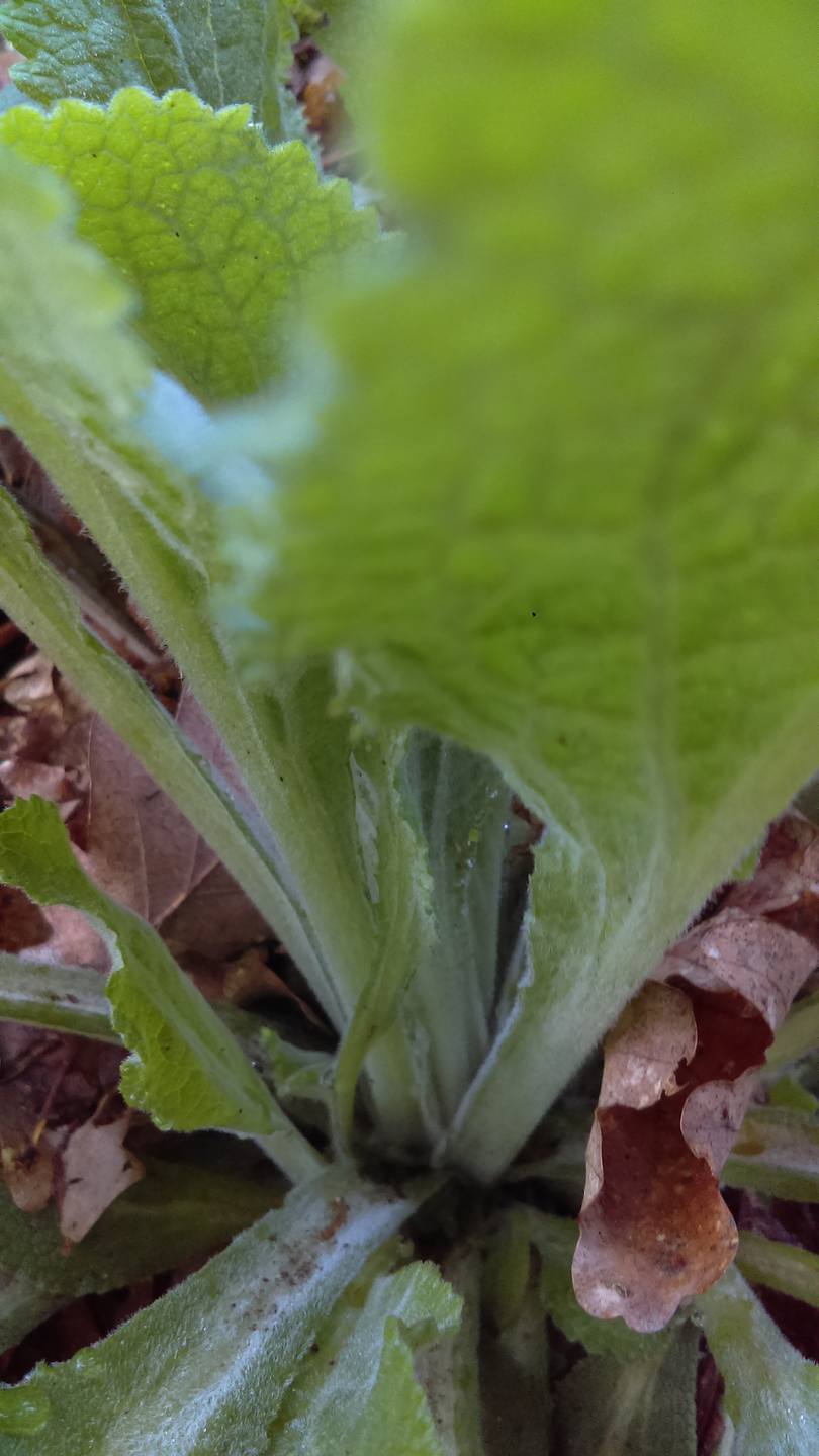 Digitale Pourpre Base