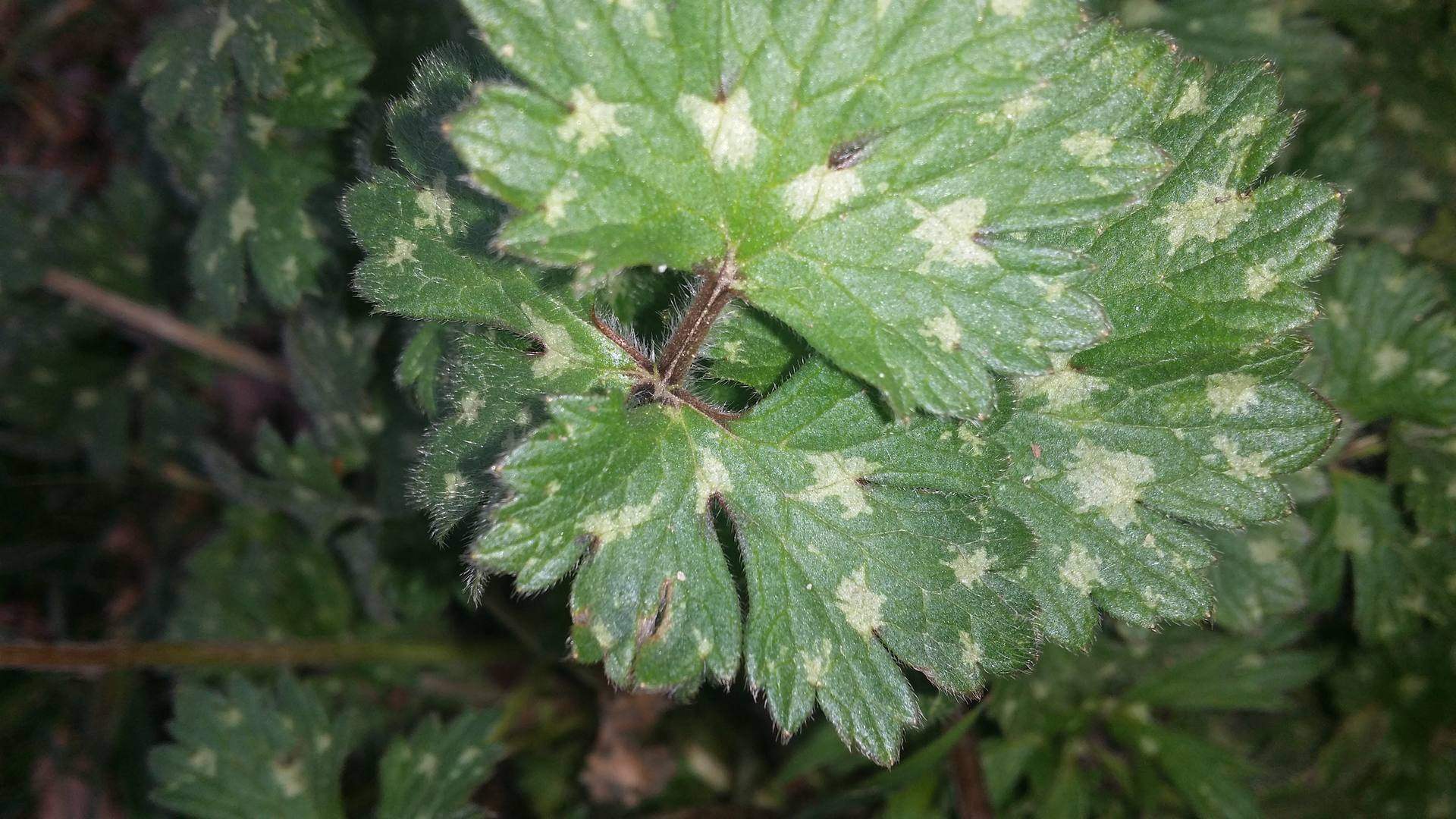 Feuilles avec petites tâches brunes
