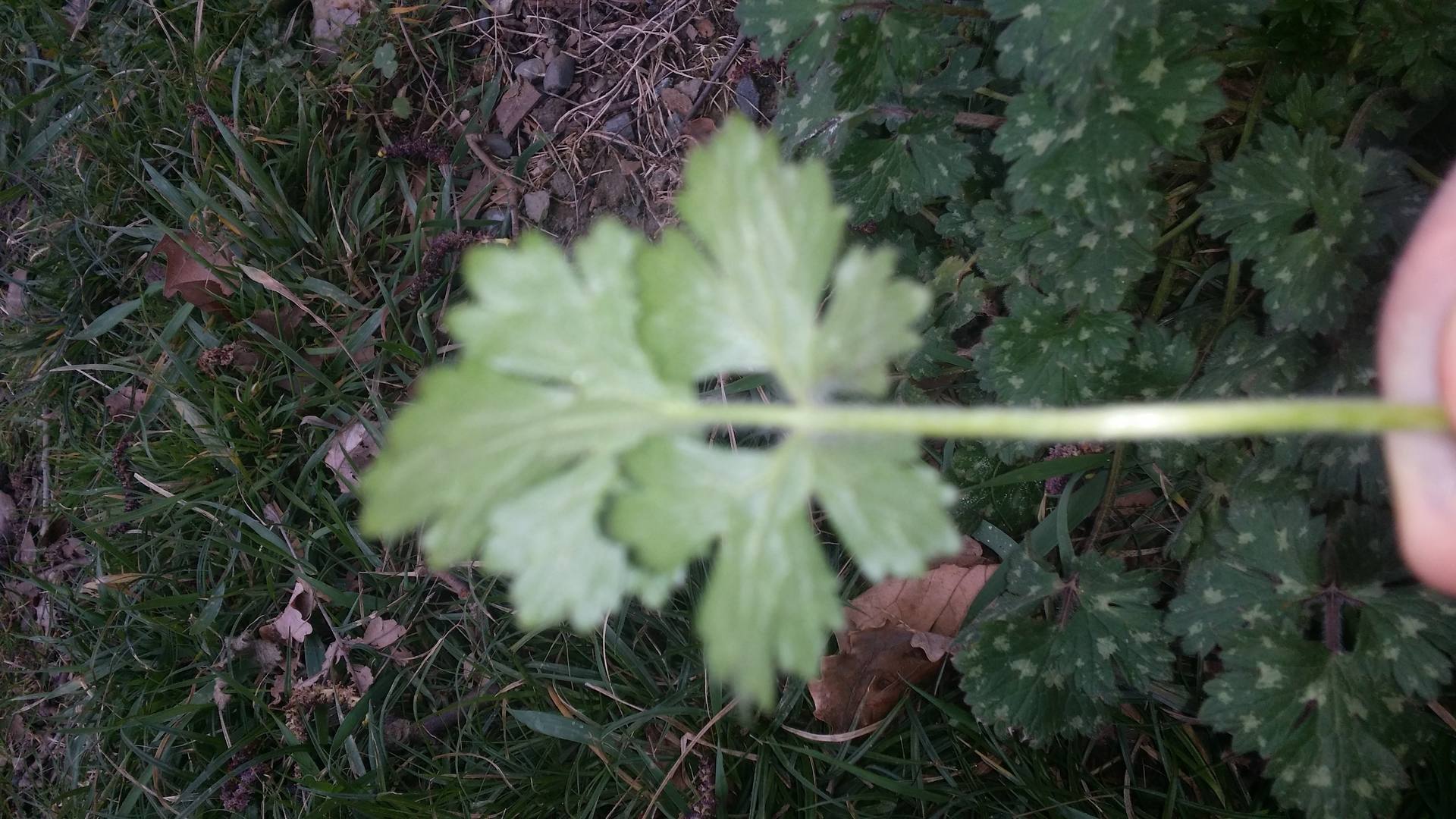 Vue de dos avec la tige